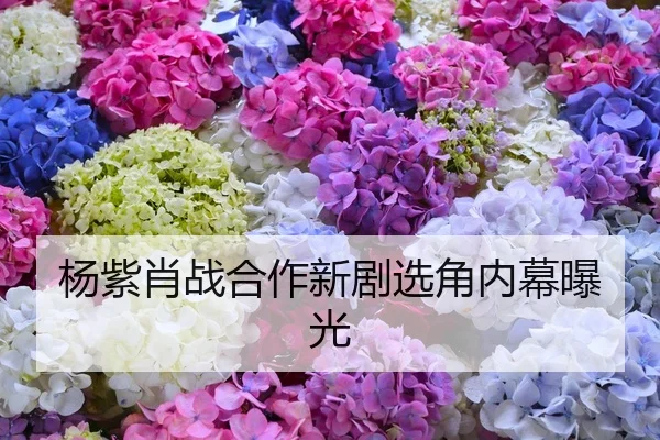 杨紫肖战合作新剧选角内幕曝光